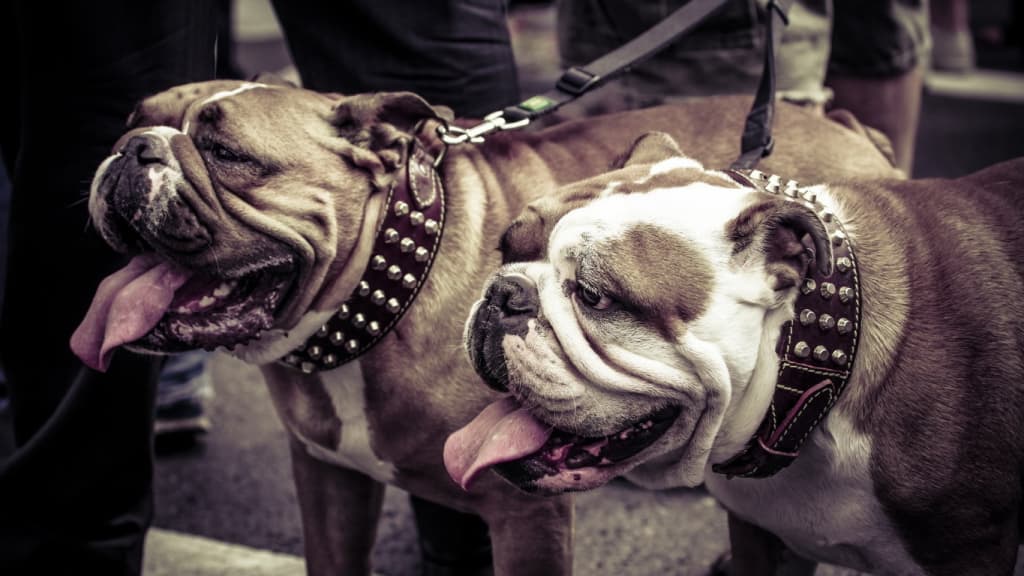 Pet Accessories